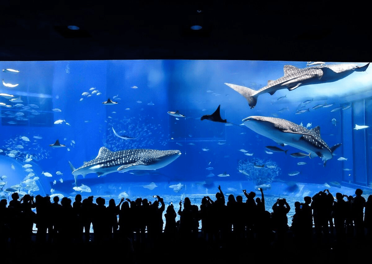 Visitors watching marine life through a large aquarium tunnel window